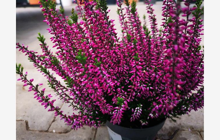 Vres Garden Girls fialový 20-30 cm, kont. p11