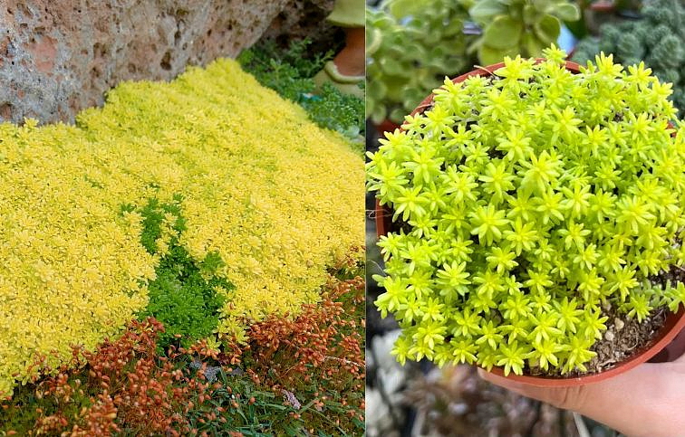Rozchodník Tokyo Sun - Sedum, kont. 0,5 l