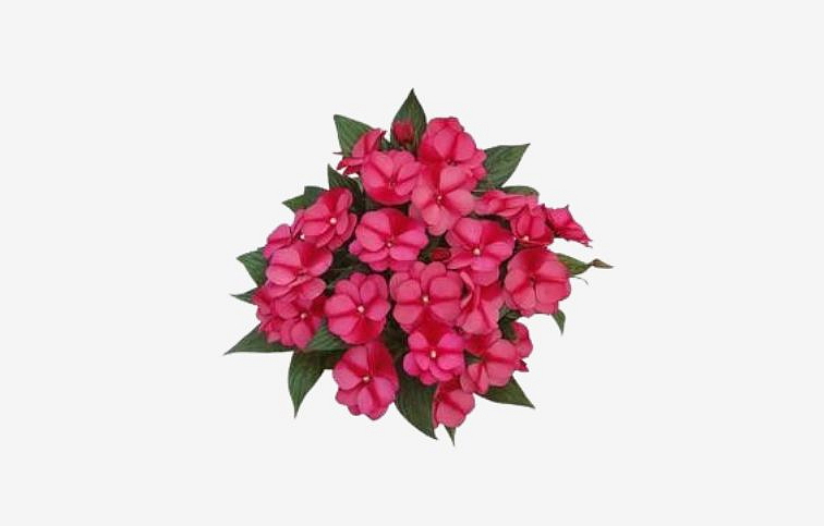 Netýkavka Nová Guinea Jaco - Impatiens, kont. 0,7 l