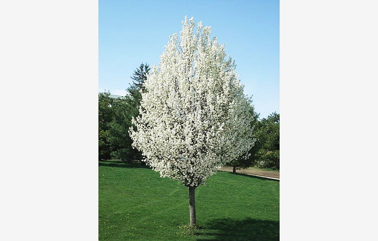 Okrasná hruška Chanticleer 250-300 cm rozvetvená, kont. 25 l