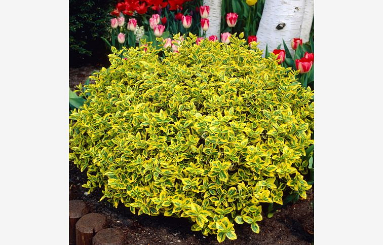 Bršlen fortuneov Emerald Gold 10-20cm, kont. 1,5 l