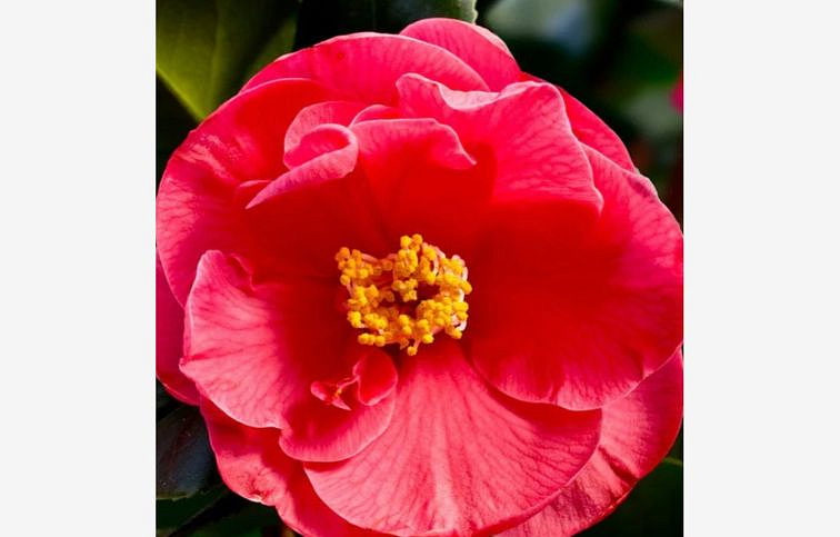 Kamélia japonská Dr. King 50-60 cm, kont. p15