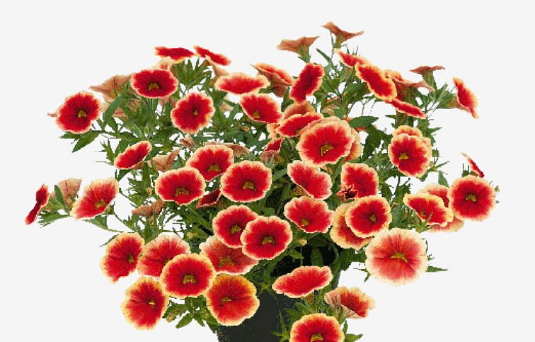 Minipetúnia Million Bells Unique Sangria Picotee - Calibrachoa, kont. 0,5 l