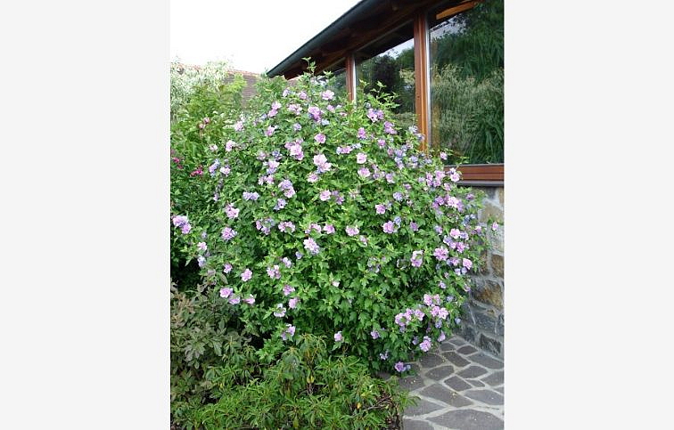 Ibištek sýrsky Ardens 30-40cm, kont. 2-3 l