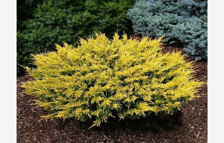 Borievka obyčajná Goldschatz, kont. 2 l