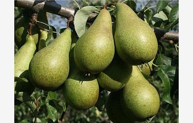 Hruška Konferencia, podp. Kaukazská hruška, voľnok.