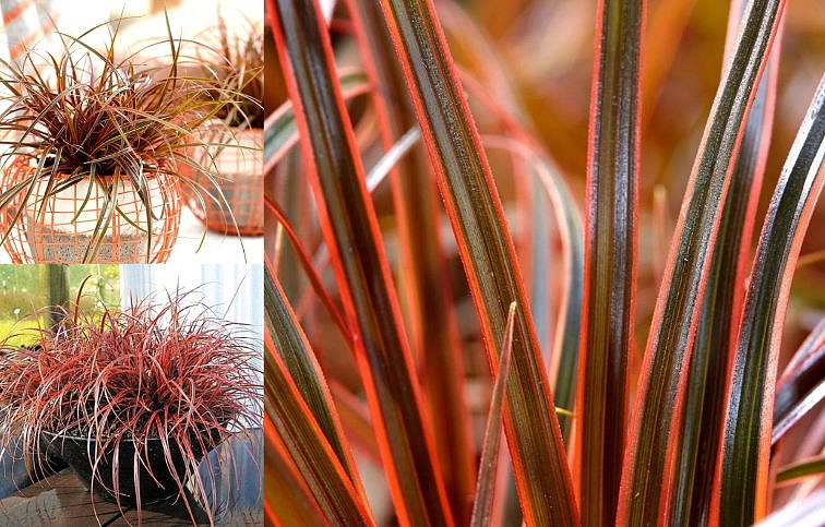 Austrálska ohnivá tráva Everflame - Uncinia rubra, kont. 0,5 l