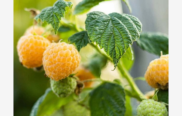 Malina Poranna Rosa stáleplodiaca, voľnok.