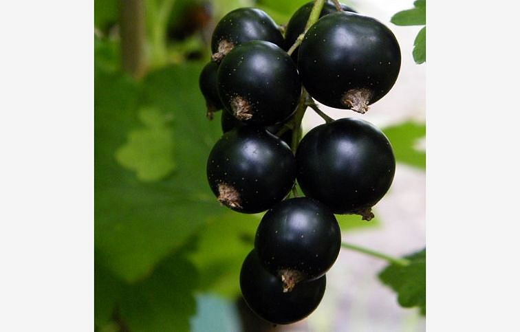 Ríbezľa stromčeková Wellington, voľnok.