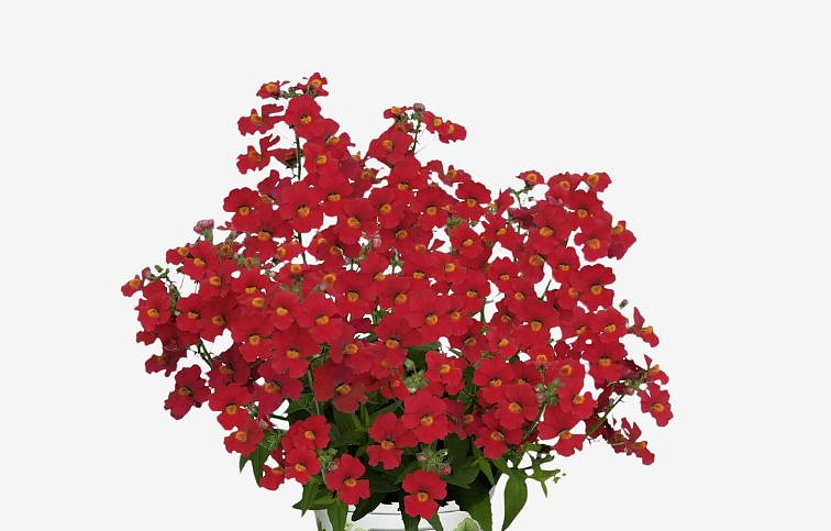 Nemézia Sunsatia Little Cherry - Nemesia, kont. 0,5 l