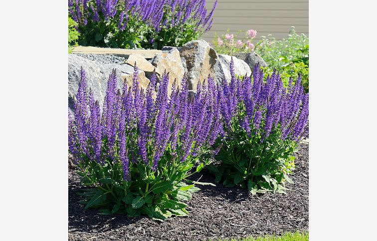 Šalvia hájna Blaukönigin - Salvia nemorosa, kont. 0,5 l