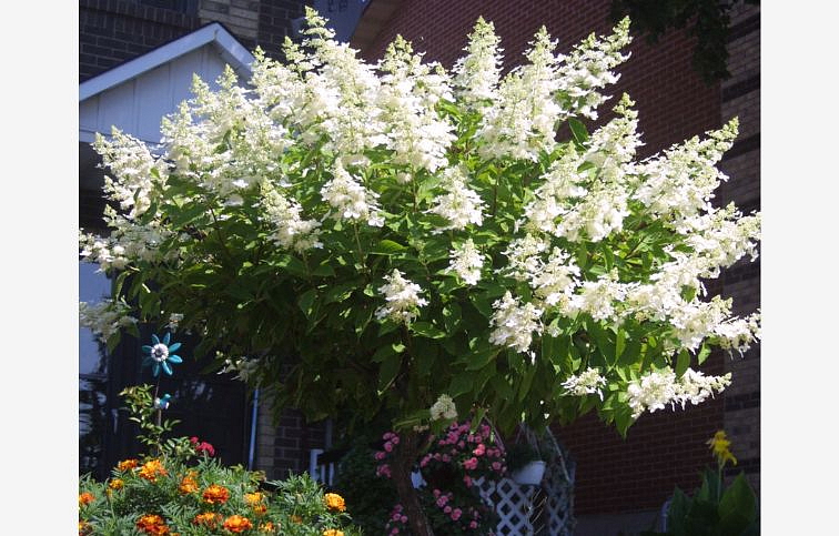 Hortenzia metlinatá Kyushu na cca 40cm kmienku, výška 100-120 cm, kont. C10