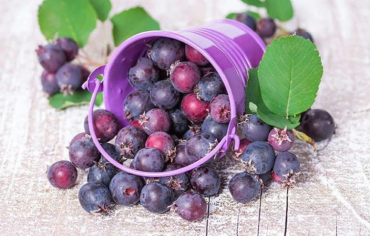 Muchovník Smoky 50-80 cm, kont. 1-2 l - Amelanchier