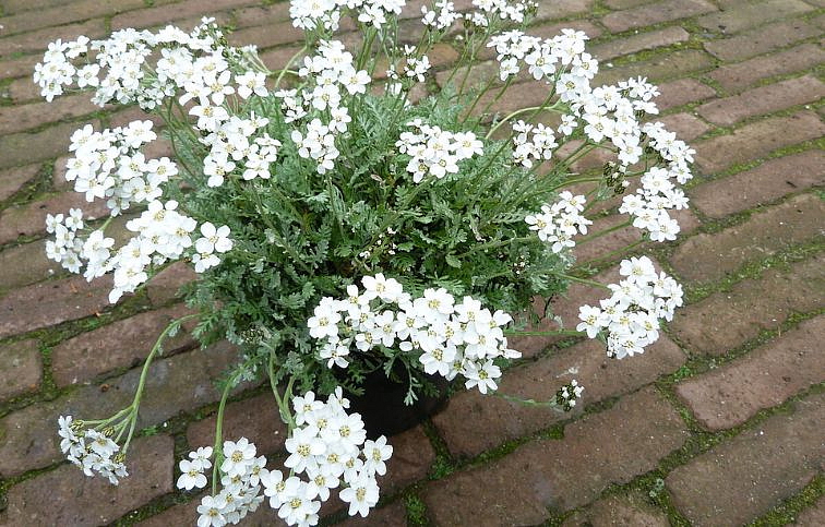 Rebríček Kellereri - Achillea, kont. 0,5 l