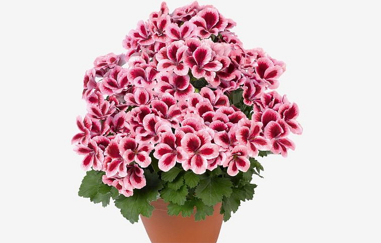 Muškát veľkokvetý Aristo Strawberry Cream - Pelargonium, kont. 0,7 l