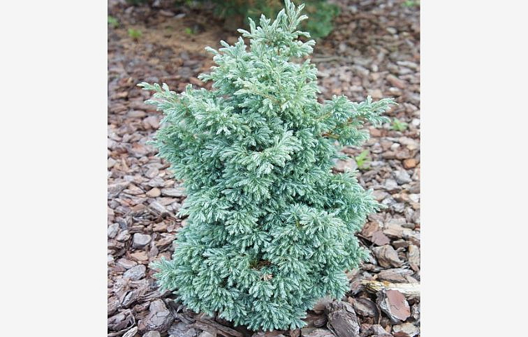 Cypruštek hrachonosný Baby Blue 20-30cm, kont. 2 l