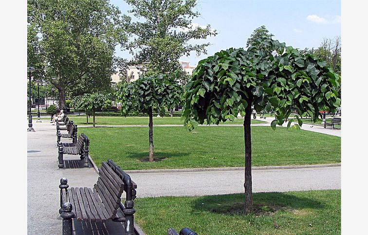 Brest horský Pendula na 200-220cm kmeni, obvod kmeňa 10-12cm, kont. 30 l