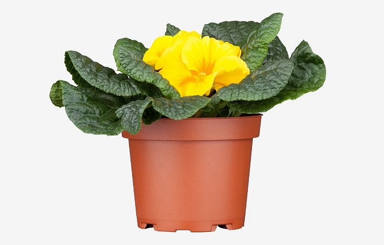 Prvosienka bezbyľová Bonneli Elcora Gelb, kont. p9