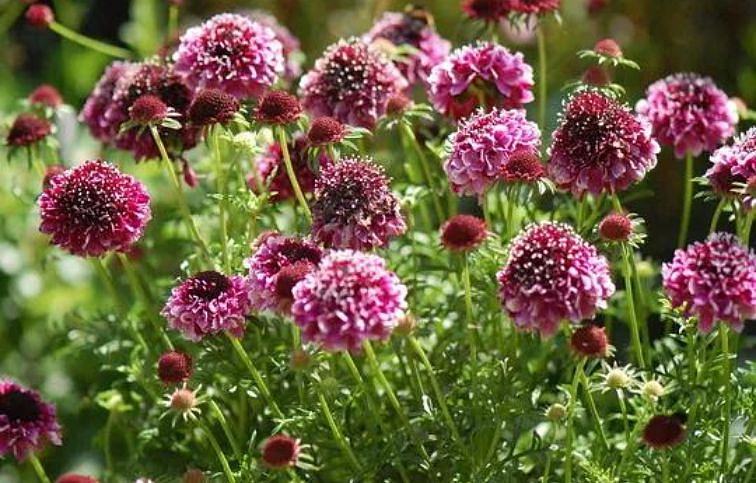 Hlaváč fialový Barocca - Scabiosa, kont. 0,5 l