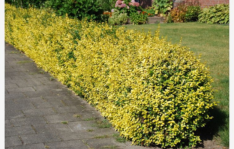 Bršlen fortuneov Emerald Gold 10-20cm, kont. 1,5 l