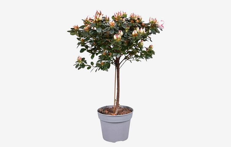 Azalka indická bieloružová na kmienku, výška cca 40 cm - Rhododendron simsii, kont. p13