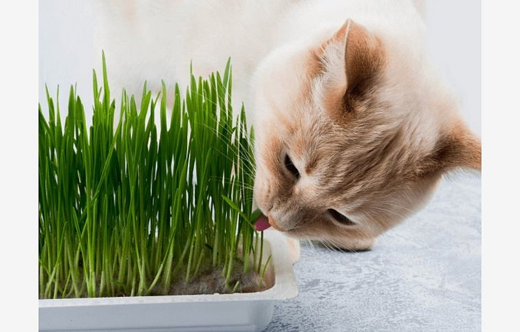 Tráva pre mačky - mačacia tráva, kont. p12