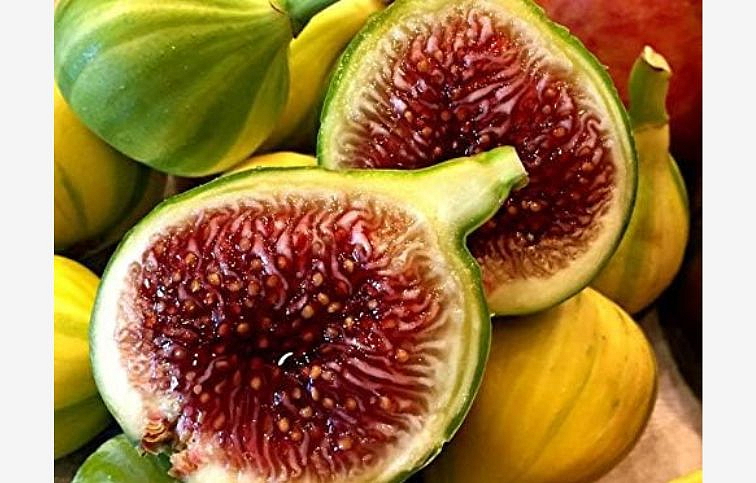 Figovník Panachee 30-40cm, kont. p15