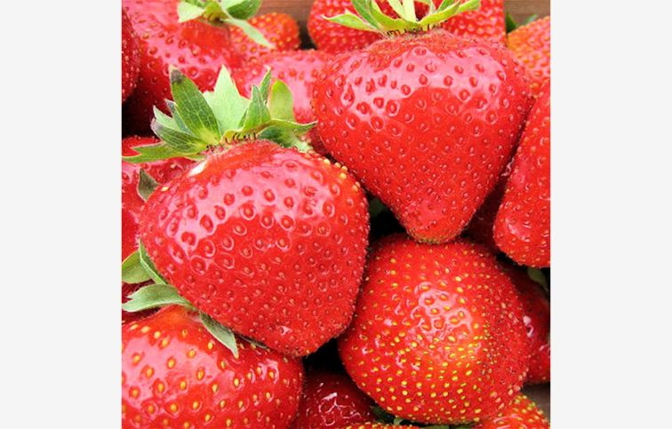 Jahoda stálerodiaca Aromas, multiplato 10 ks