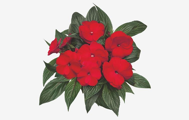 Netýkavka Nová Guinea Orotino - Impatiens, kont. 0,7 l