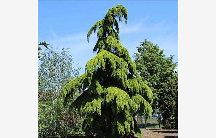 Céder himalájsky PENDULA 60-80 cm, kont. p19