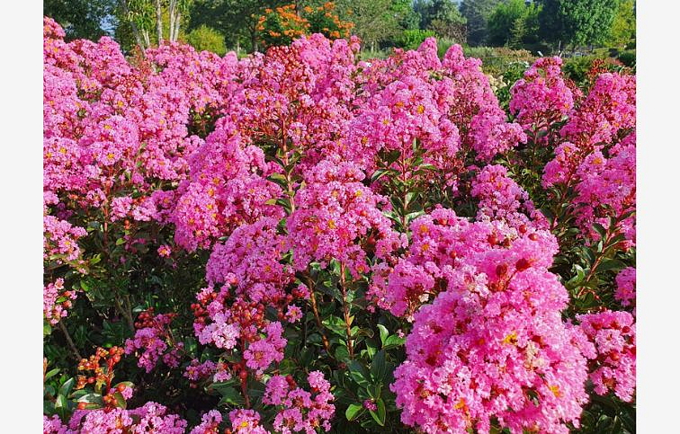 Myrta krepová Eveline 20-30cm - Lagerstroemia indica kont. 2 l