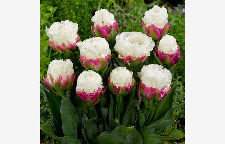 Tulipán Ice Cream 5 ks v balení