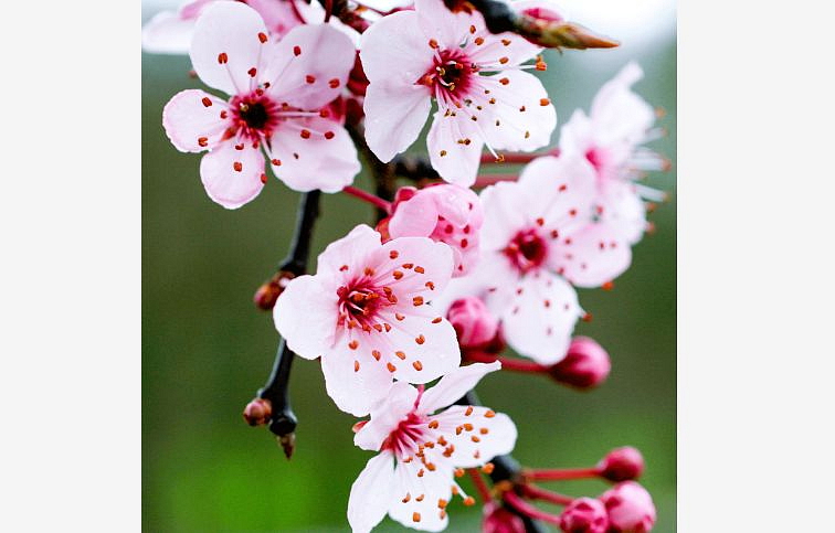 Okrasná slivka PISSARDI na cca 70 cm kmienku, výška 110-140 cm, kont. 2 l