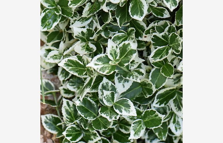 Bršlen fortuneov Emerald Gaiety na cca 80 cm kmienku, výška 100-120 cm, kont. C4