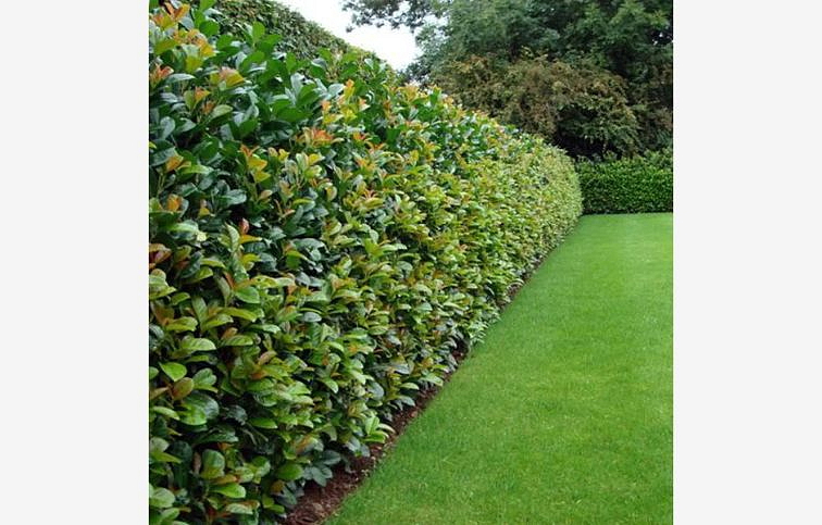 Vavrínovec lekársky Etna 30-50 cm - Prunus laurocerasus, kont. p17