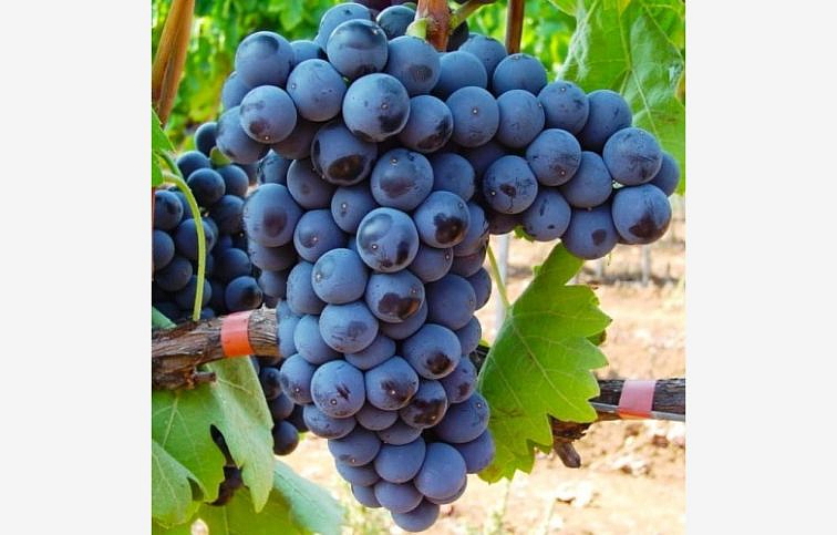 Vinič stolový Medina, kont. 2 l