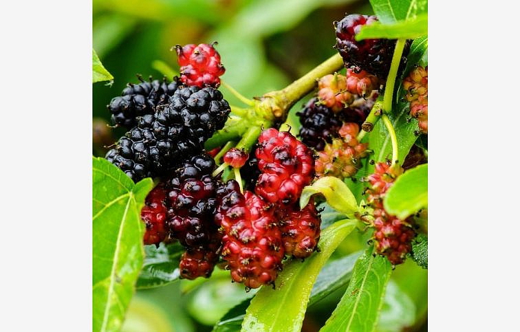 Moruša biela Pendula na kmienku, výška 130-150 cm, obvod kmeňa 6-8cm, kont. 15 l