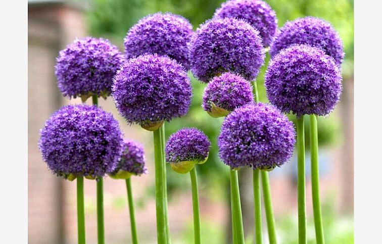 Okrasný cesnak Gladiator 1 ks v kont. 0,5 l