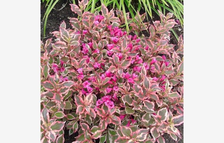 Vajgela All Summer Monet 10-20cm - Weigela kont. 3 l