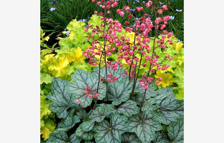 Heuchera Pepermint, kont. 0,5 l