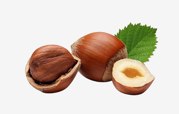 Lieska obyčajná Contorta na kmienku 100-150cm, kont. 20 l