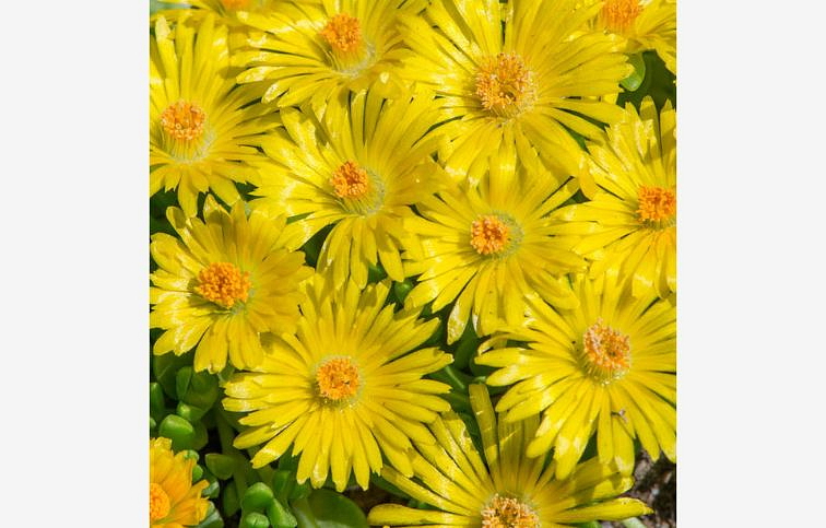 Poludňovka Royal Ranger Yellow Imp. - Delosperma, kont. 0,5 l