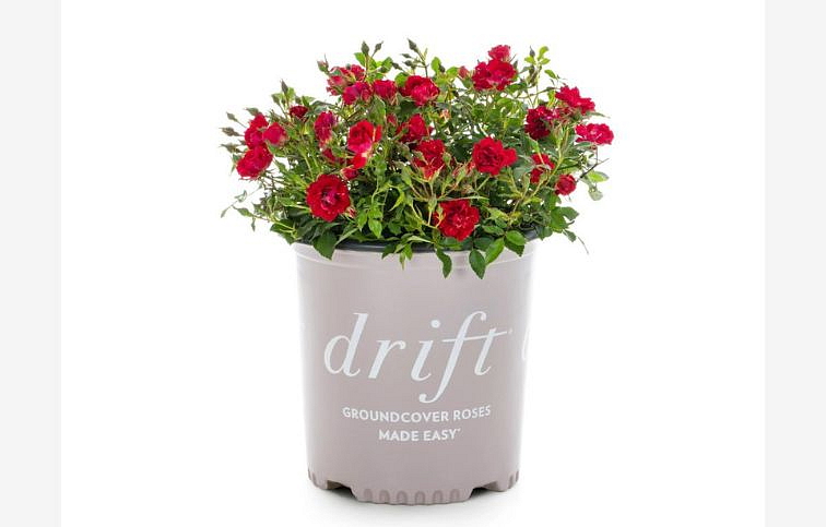Ruža pôdopokryvná Drift Red - Rosa, kont. 2 l