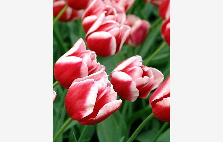 Tulipán Leen van der Mark 3 ks v kont. 0,5 l