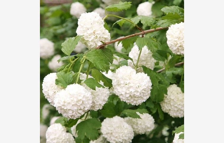 Kalina Roseum 60-100cm, kont. 3 l