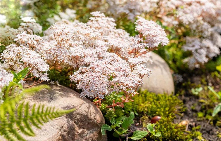 Rozchodník biely - Sedum album, kont. 0,5 l