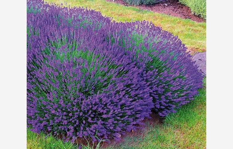 Levanduľa úzkolistá Essence Purple - Lavandula angustifolia, kont. p13