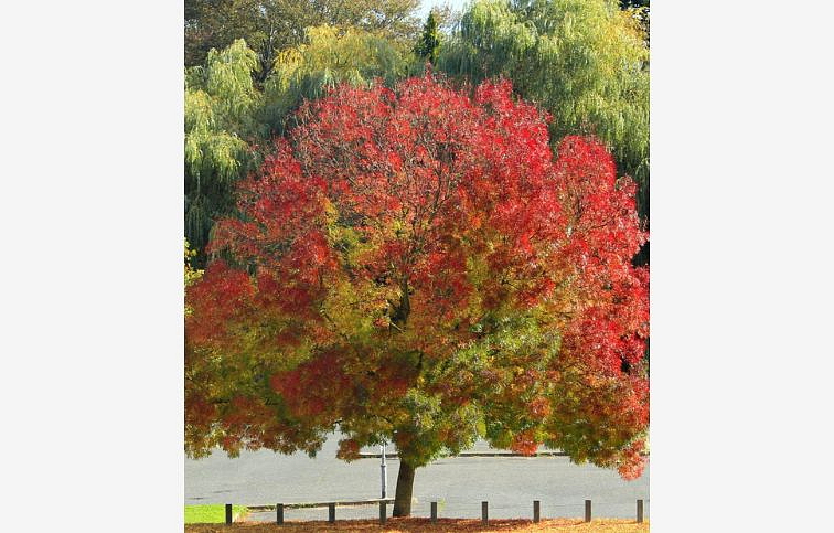 Jaseň úzkolistý Reywood na 170-180cm kmienku, v. 250-350cm, obvod kmeňa 8-10cm, kont. 25 l