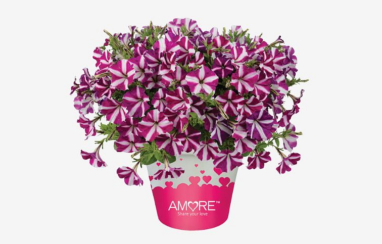 Petúnia Amore Joy, kont. 0,5 l