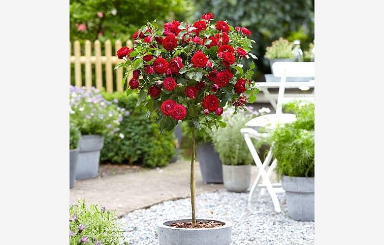 Ruža stromčeková Grande Classe na cca 90cm kmienku, výška 120-130cm, kont. 10 l